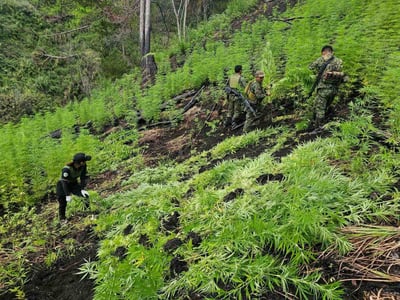 Authorities destroy P5.1M worth of marijuana plants in Mountain Province