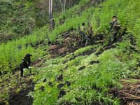 Authorities destroy P5.1M worth of marijuana plants in Mountain Province