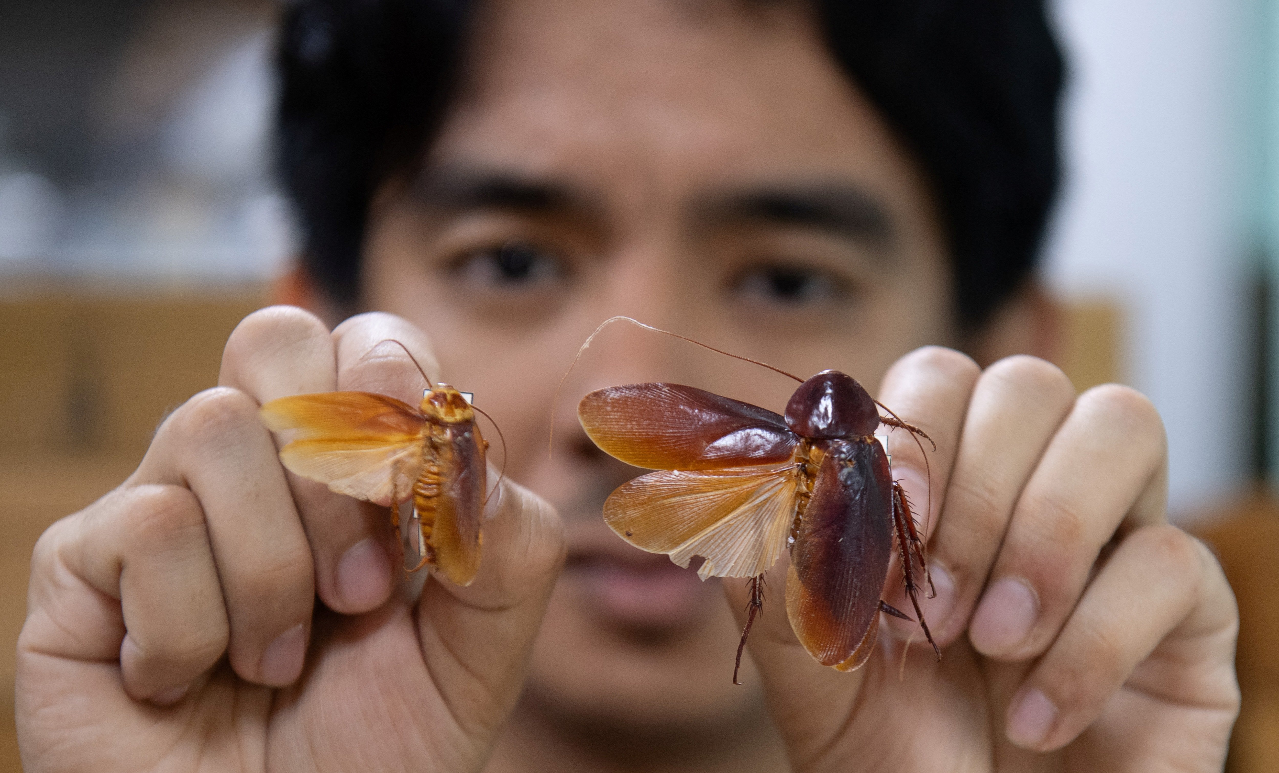 ‘Ipis Lord’ looking for 200 undiscovered roach species
