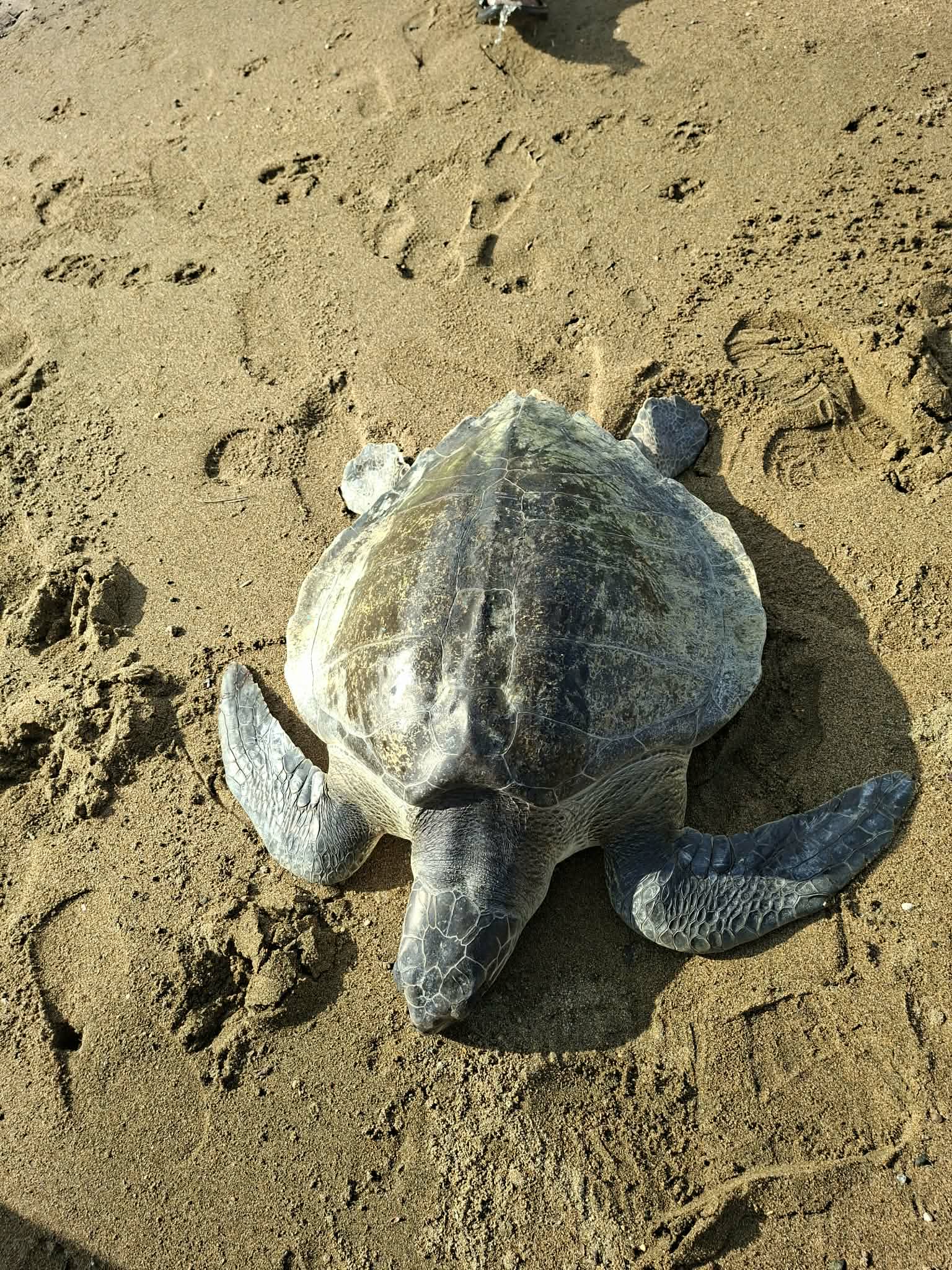Another Olive Ridley sea turtle rescued and released in Casiguran