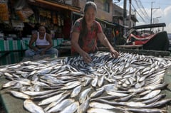 Dried up fish for weather