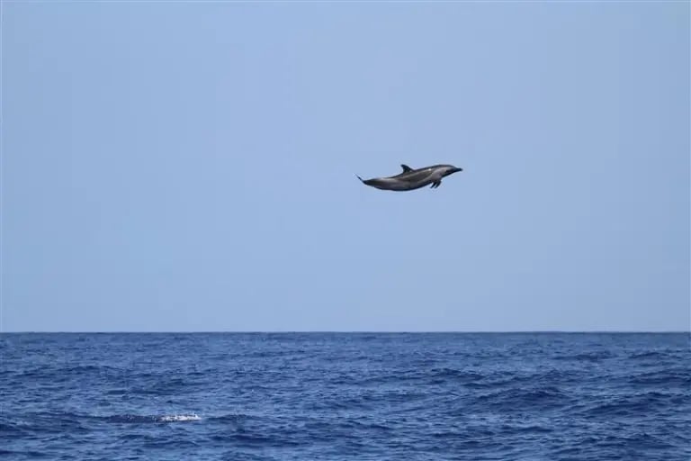 Soaring dolphin stuns experts with 15-foot leap