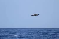 Soaring dolphin stuns experts with 15-foot leap