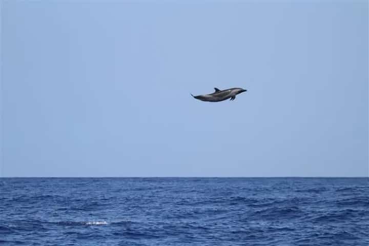 Soaring dolphin stuns experts with 15-foot leap