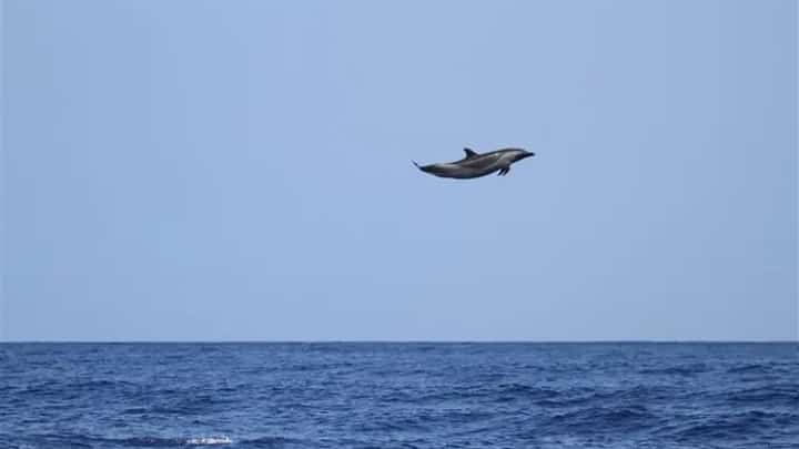 Soaring dolphin stuns experts with 15-foot leap