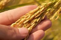 NFA holds palay buying; DA rolls out fuel aid