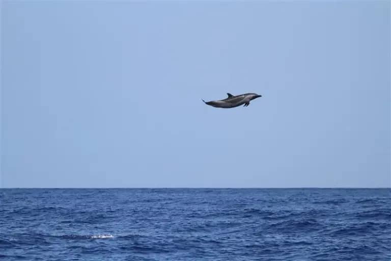 photo courtesy of Pacific Whale Foundation