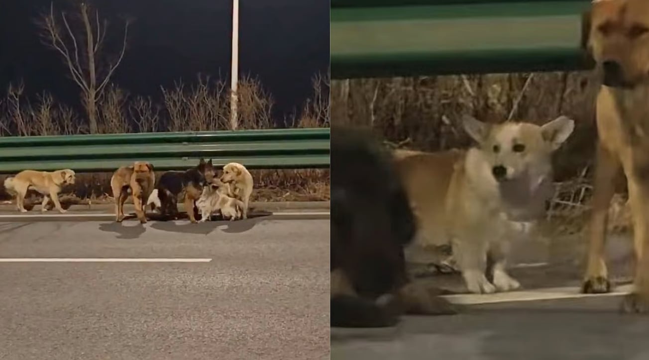 Seven stolen dogs march home in a corgi-dinated escape