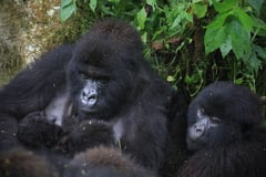 Rare mountain gorilla twins born 
