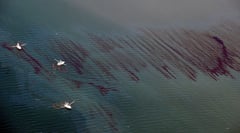 Mexican government removes 128 tons
spilled oil