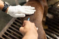 'Stop Rabies' empowers communities toward a Rabies-free Phl