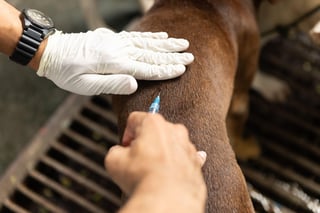 'Stop Rabies' empowers communities toward a Rabies-free Phl