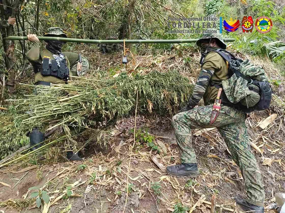 P8.5M drugs seized in Cordillera raids; dealer nabbed