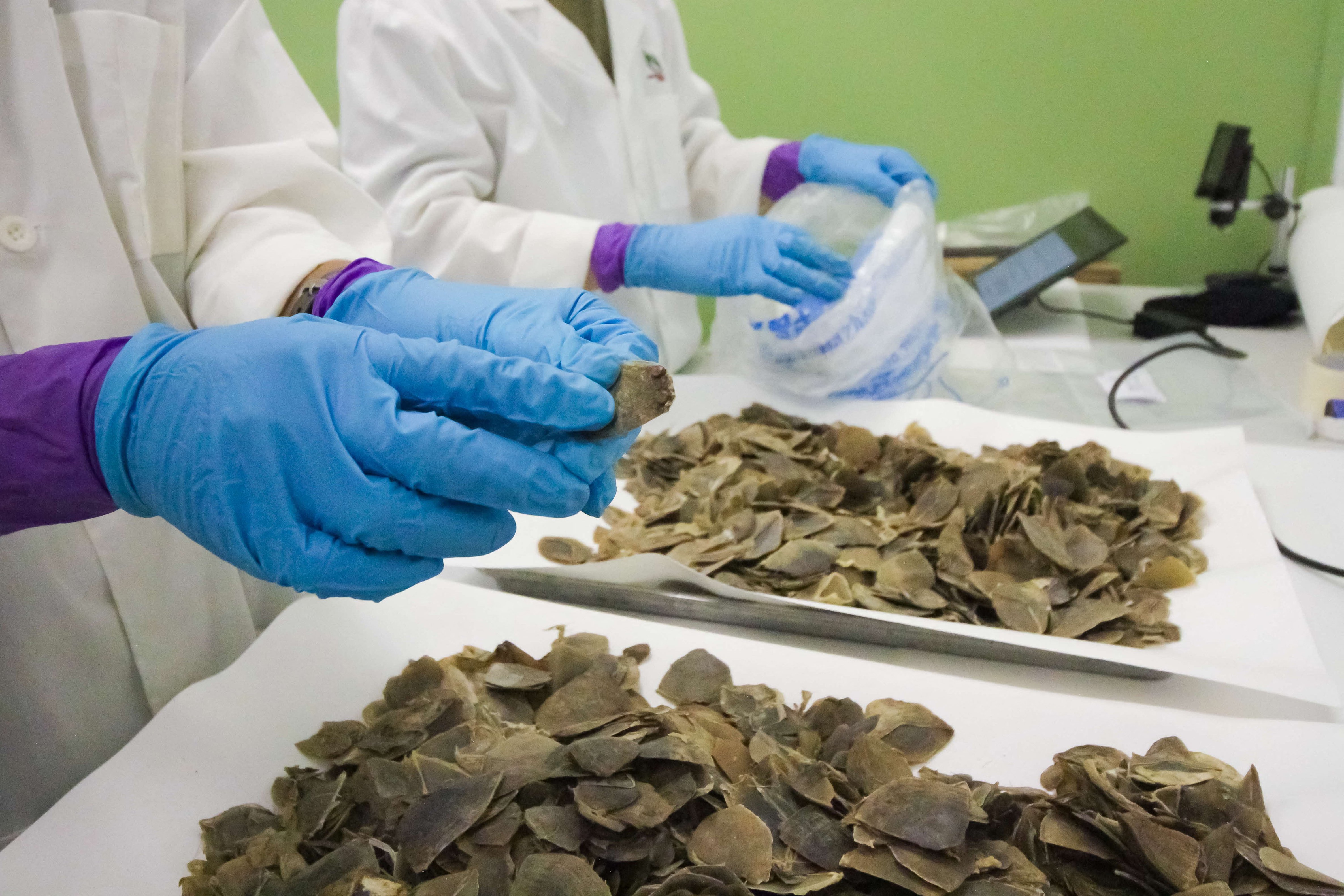 Pangolin scales seized