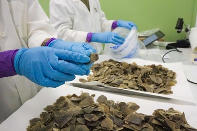 Pangolin scales seized