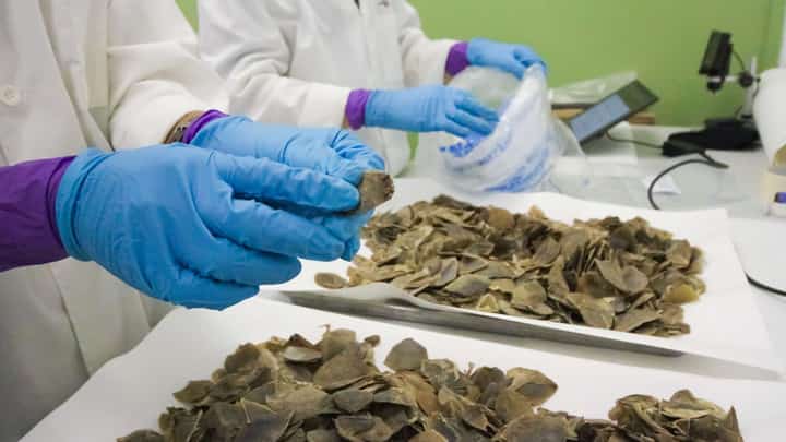 PANGOLIN scales are examined following their seizure in Singapore.