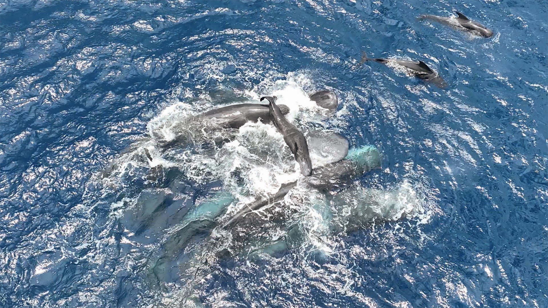 Whale gives birth helpED BY friends