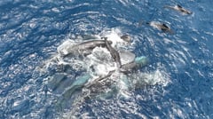 Whale gives birth helpED BY friends