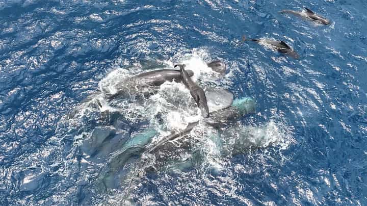 Whale gives birth helpED BY friends