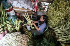 Palm, coco leaves open Holy Week