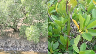 Zambales stakeholders plant 9,000 mangroves
