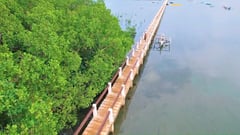 Mangrove memos spawn conservation challenge