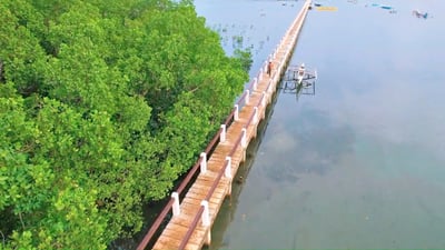 Mangrove memos spawn conservation challenge