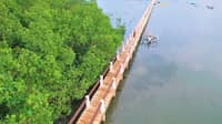 Mangrove memos spawn conservation challenge
