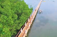 MANGROVE in Barangay Camanga, Salcedo, Eastern Samar.