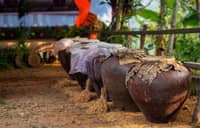 Aboitiz-backed program grows 'tapuy' enterprise in Tuba