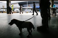 Fur babies on duty at Northport Passenger Terminal