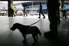 Fur babies on duty at Northport Passenger Terminal