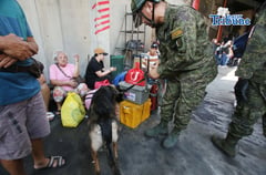 K9 at a bus terminal
