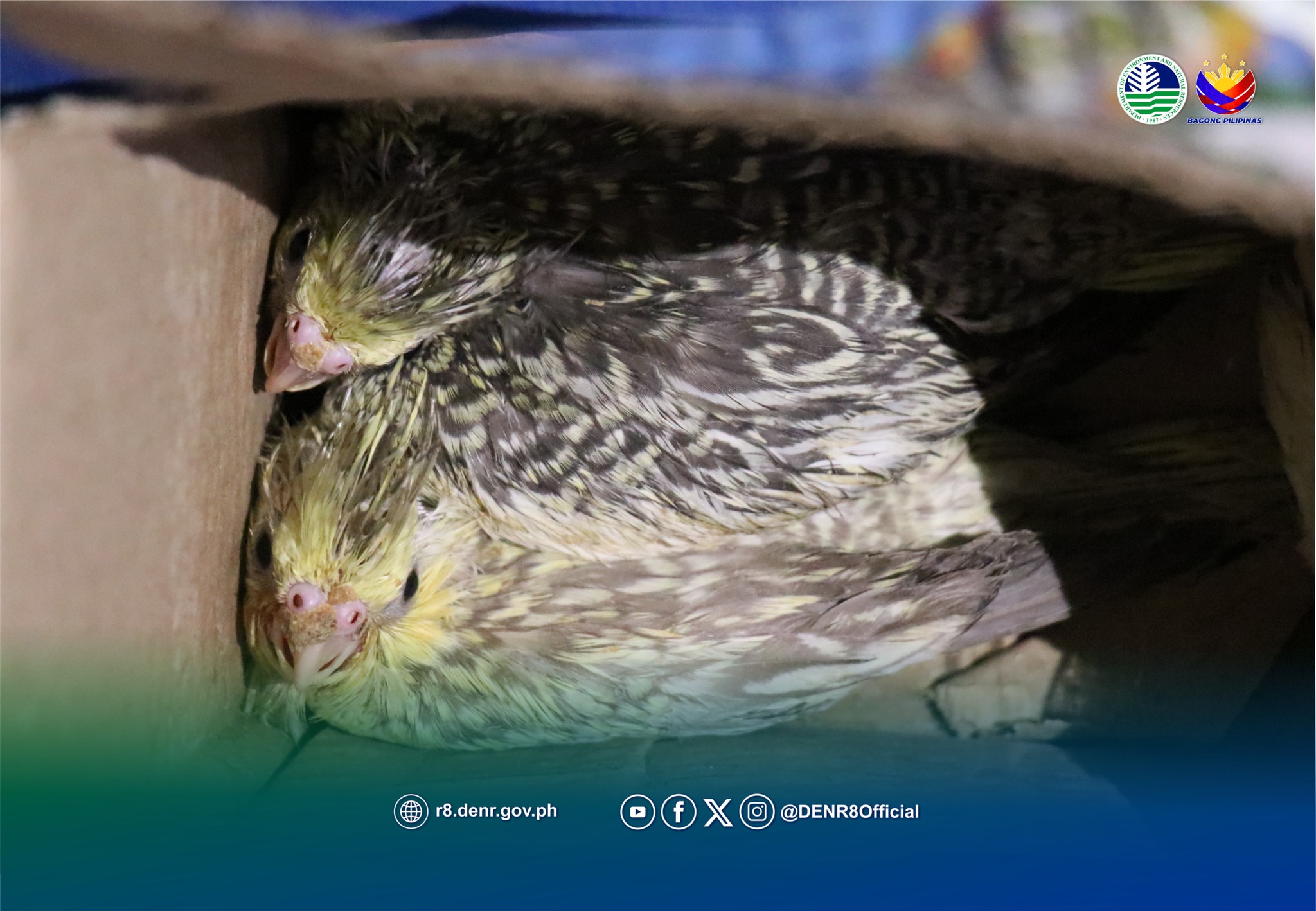 DENR-8 steps up crackdown on illegal wildlife trade