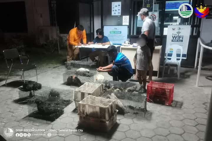 Authorities stop illegal transportation of various wildlife in GenSan