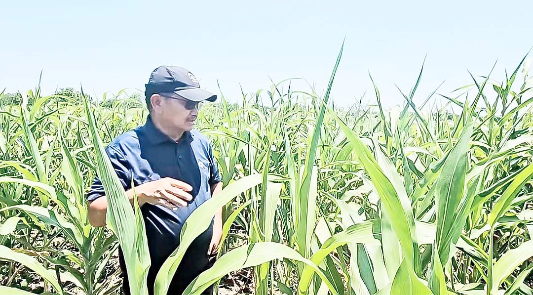 Pangasinan farmers keen on sorghum
