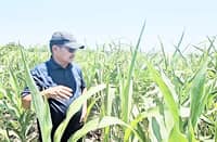 FORMER Agriculture Secretary Manny Piñol inspects a sorghum field in Polomolok, South Cotabato. Sorghum or broomcorn from the grass family is grown as a cereal for human consumption and as animal fodder.
