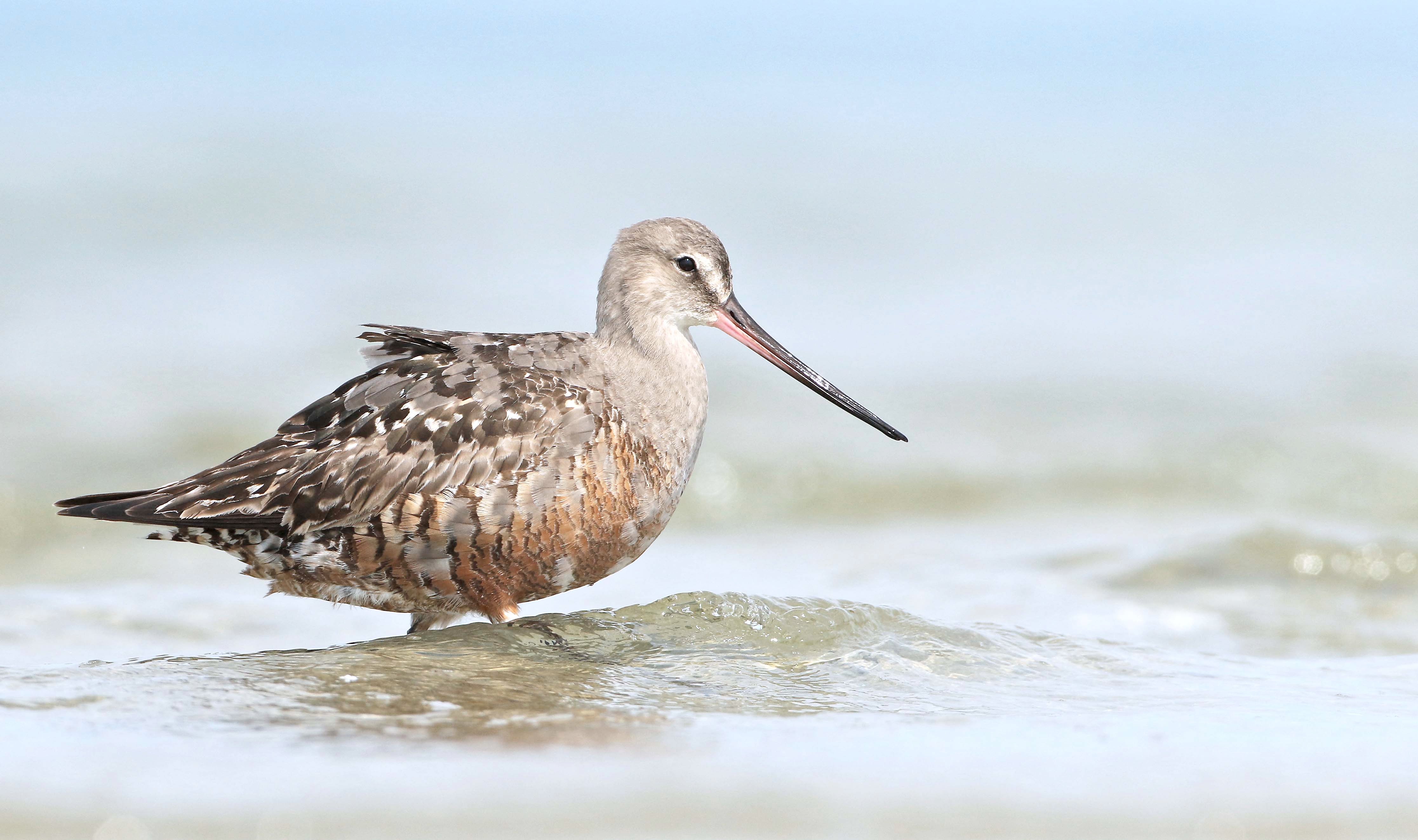 Long-distance flyer listed as threatened species
