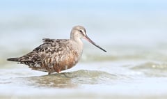 Long-distance flyer listed as threatened species