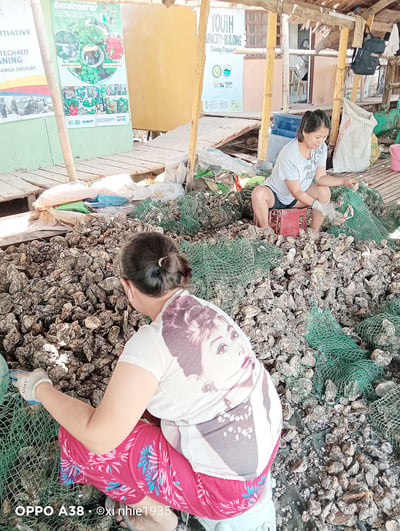 Padayon for mangrove protection: Blue carbon roadmap gives second wind to coastal greenbelt agenda
