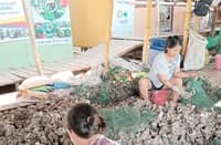 WORKERS sort talaba harvested from mangroves in Barangay Concepcion, Kabasalan, Zamboanga Sibugay.