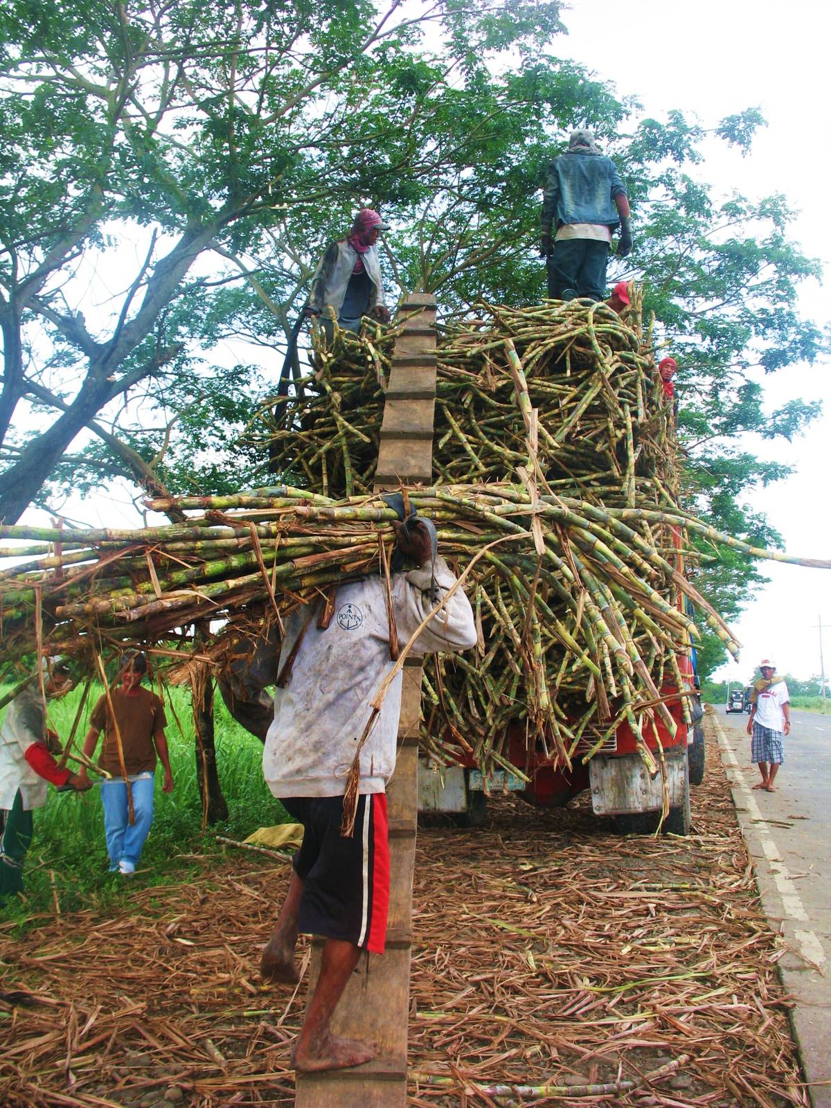 SUGAR workers harvest and load cane in Negros Occidental, highlighting labor and livelihoods behind cuisines.