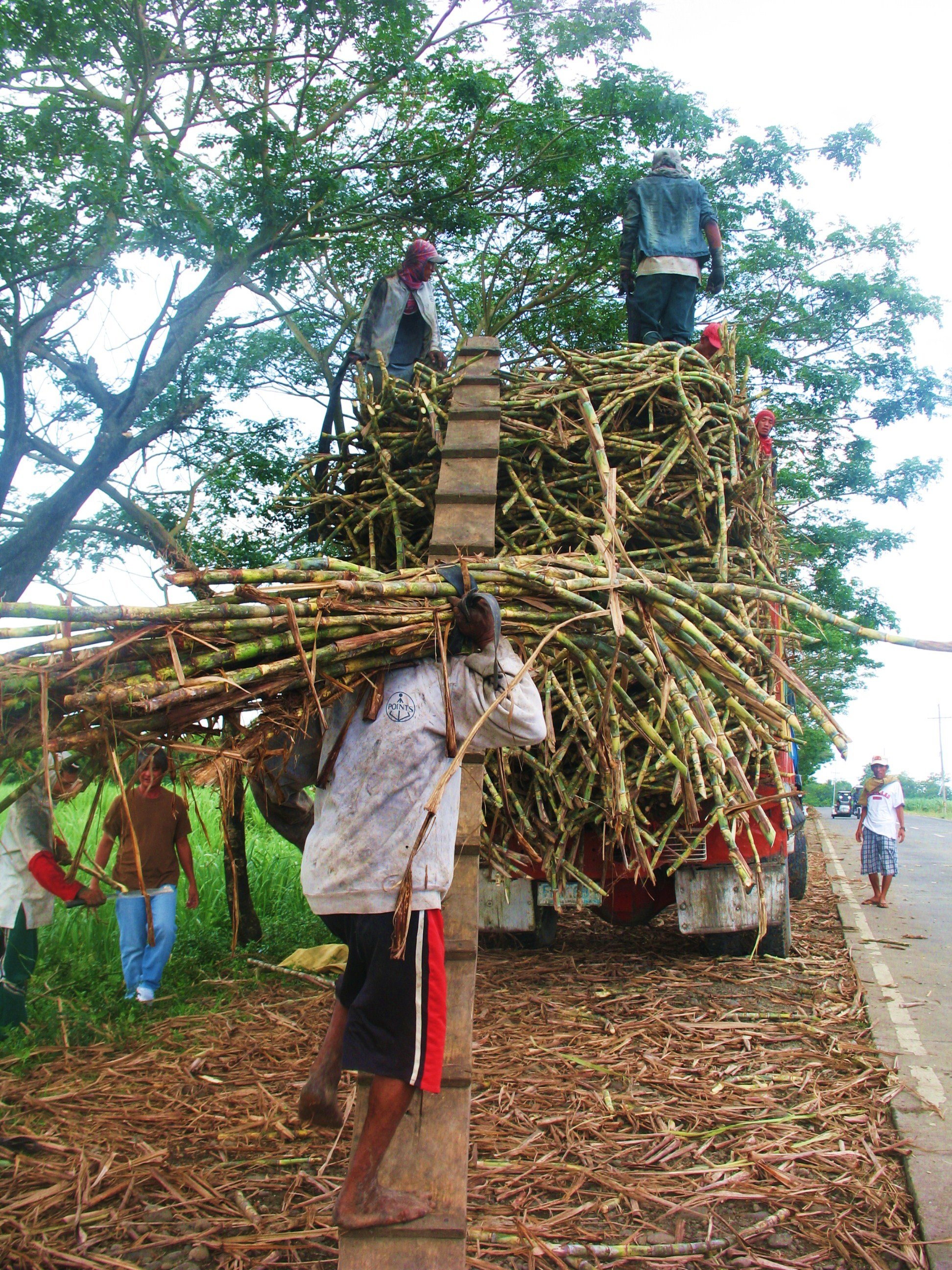 SUGAR workers harvest and load cane in Negros Occidental, highlighting labor and livelihoods behind cuisines.