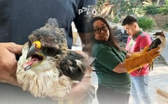 Injured juvenile eagle rescued in Benguet