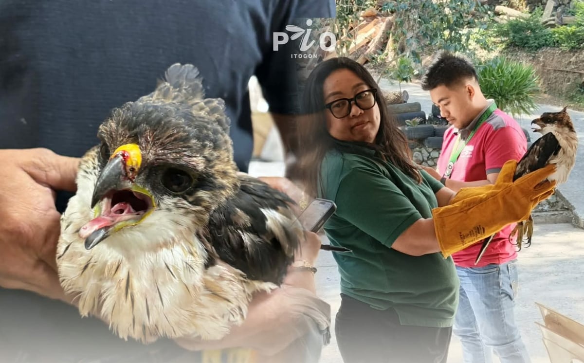 Injured juvenile eagle rescued in Benguet