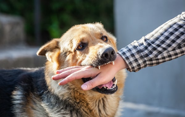 QC digitizes initiative towards zero rabies deaths by 2030