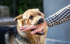 QC digitizes initiative towards zero rabies deaths by 2030