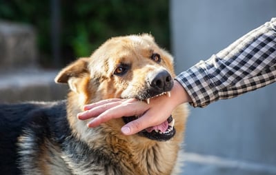 QC digitizes initiative towards zero rabies deaths by 2030