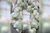 1.6 tons of drugs hidden in cabbages