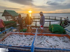 Fisheries output rises 2% in Q2
